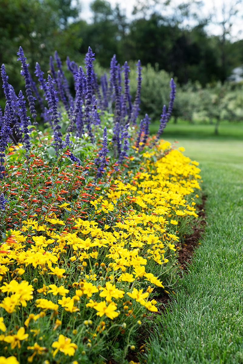 Pollinator-Deck-11 -Mixed garden border with yellow and purple flowers courtesy of Proven Winners: A colorful flower border packed with nectar-filled blooms is a pollinator magnet!