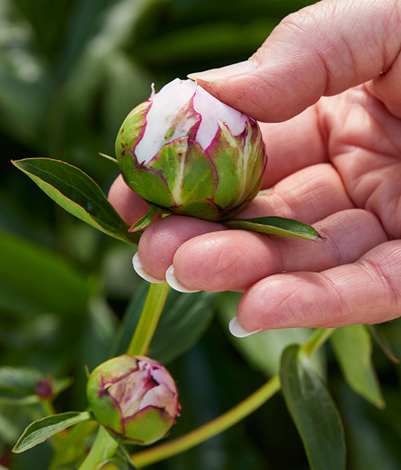 fp-pg-hold-over-peonies-lead: To choose which peony bloom to save for later, gently press the peony bud with your thumb. It should squish slightly.