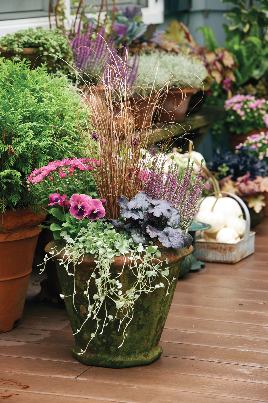 GG188 SW 04 82A0112: When the tallest plant in the design is at least as tall or up to twice as tall as the container, you’ll get proportional planting with plenty of drama. This ‘Toffee Twist’ sedge grows to 18 in. tall — the same height as the pot.