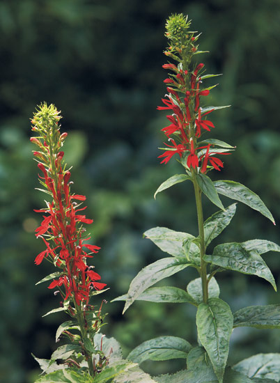 10-plants-attract-hummingbirds-Cardinalflower: Cardinal flower is a North American native plant and an important source of nectar for hummingbirds later in the season.