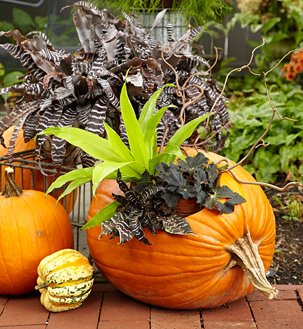 Fill a pumpkin with funky foliage