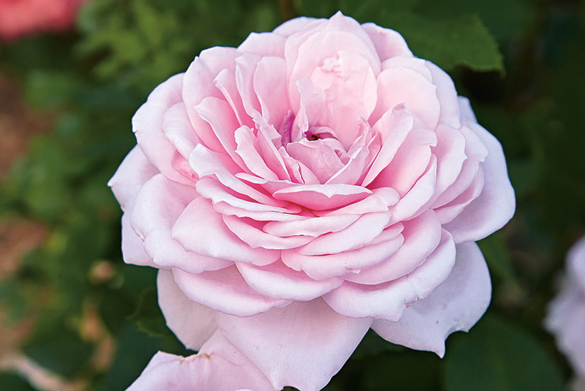 plant-guide-roses-for-every-situation-quietness-shade-rose