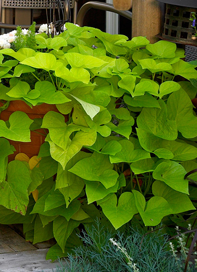 best-container-plants-sweet-potato-vine