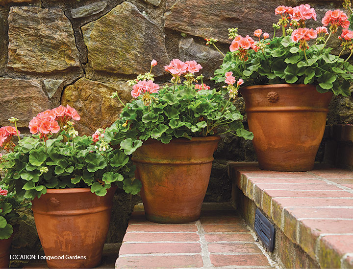 coral pink geraniums in Terra-cotta on steps at Longwood Gardens: Geraniums are fantastic plants in mixed plantings or as a single specimen in a container.