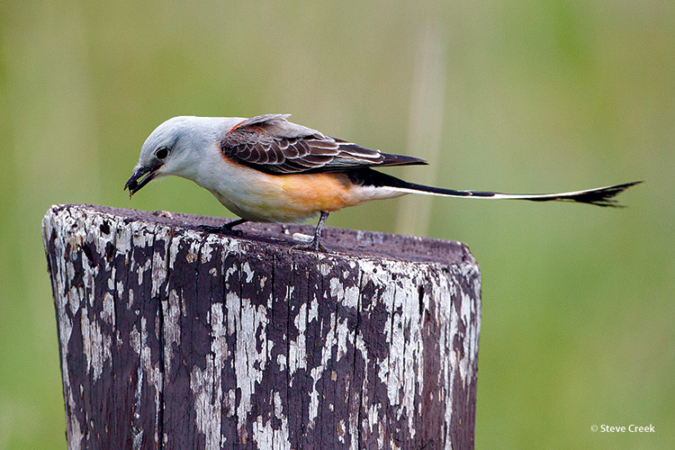 welcome-birds-to-your-garden-watch-the-birds-feed-copyright-Steve-Creek: Scissor-tailed flycatchers — found mostly in Texas — use their long tails to help them swoop and make sharp turns as they grab insects in midair.