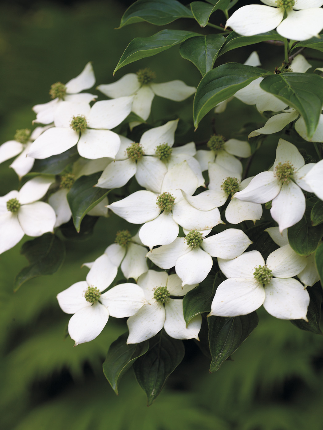 GG106 26f01new Kousa Dogwood white blooms: Add stunning white blooms to your garden in late spring with a Kousa dogwood tree.