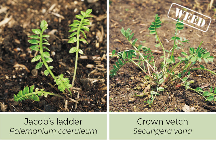 Identifying-weeds-Jacobs-letter-or-crown-vetch: Jacobs ladder thrives in shade while crown vetch is mostly found in sunny spots.