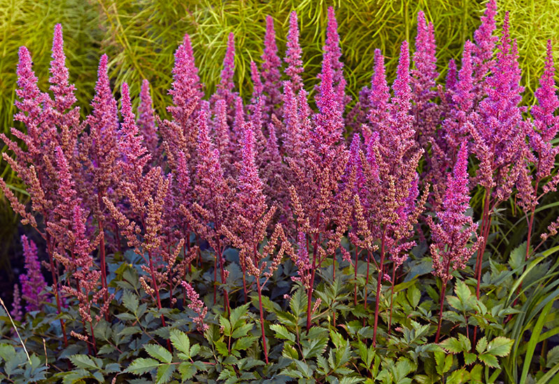 'Maggie Daley'Chinese Astilbe: 'Maggie Daley' Chinese astilbe is a beautiful addition to garden borders.