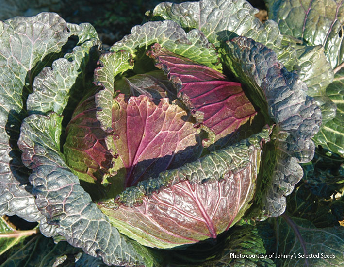 Cabbage (Brassica oleracea ‘Deadon’)  