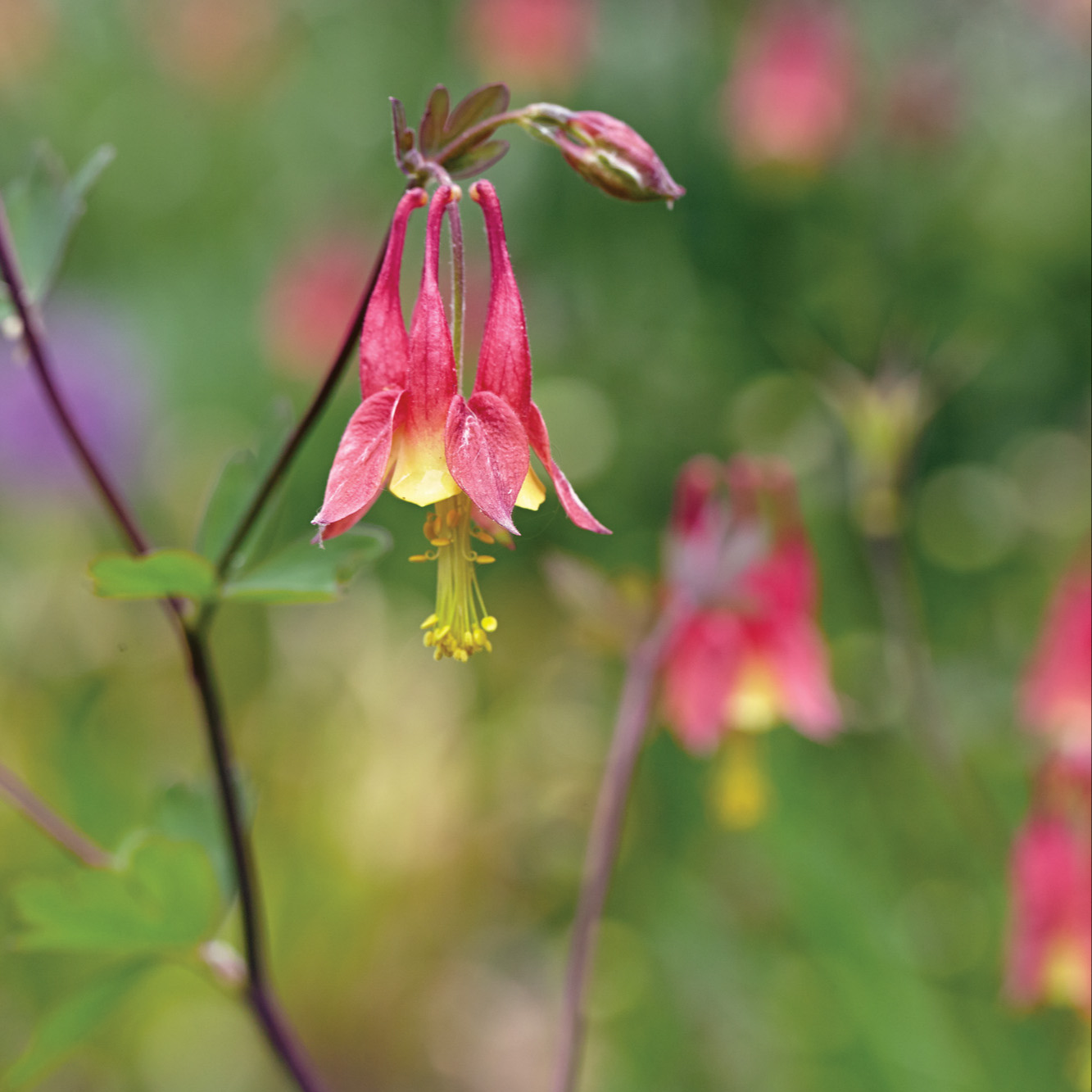 GG186 Wild Columbine gaht0673