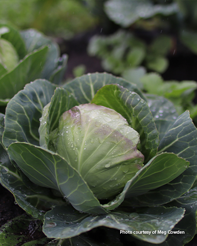 Tiara cabbage head:  ‘Tiara’ cabbage produces small 1- to 3-pound heads that are tender, sweet and crisp!