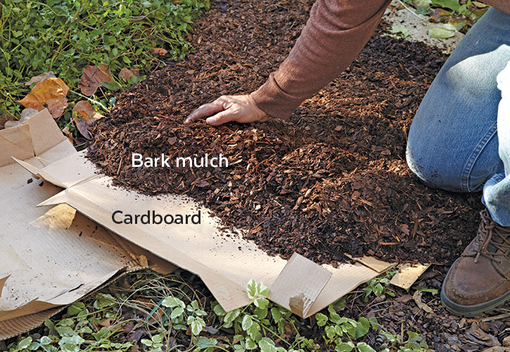Smothering weeds with cardboard and mulch: Smother weeds with cardboard, newspaper and bark mulch. Cardboard and newspaper
will decompose under the mulch in a season or two.
