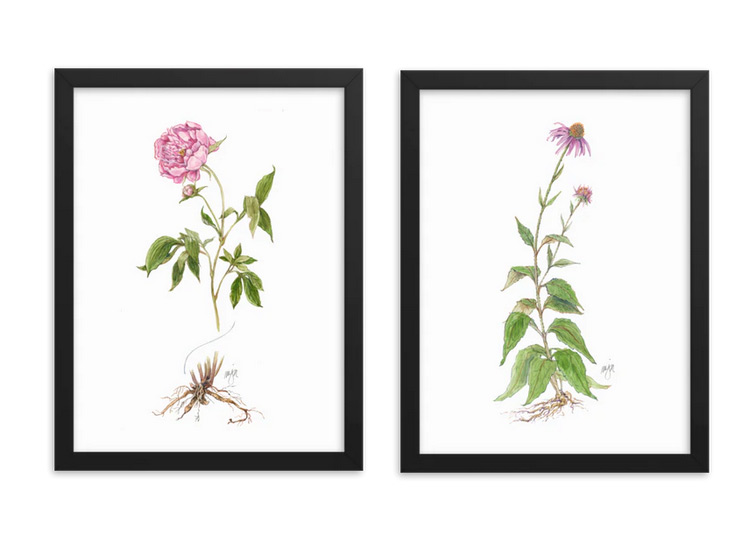 Framed botanical prints