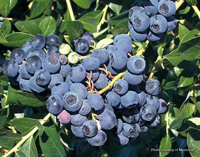 Highbush blueberry  (Vaccinium corymbosum ‘Patriot’)