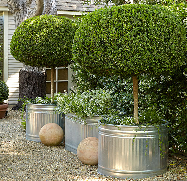 cozy-garden-boxwood-topiary: It’s time to move topiary boxwoods up to a larger pot size when you notice that growth isn’t as vigorous.