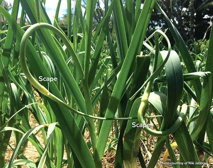 Garlic scapes photo by Niki Jabbour: Clip hardneck garlic scapes when they look like this to get bigger garlic bulbs.