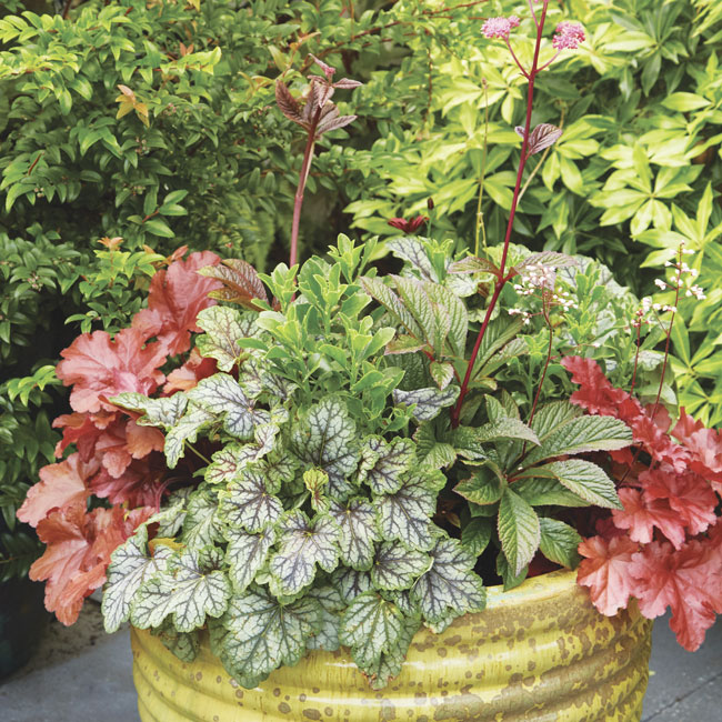 170-coralbells-fire-and-spice-container: Planted in a ring around ‘Bronze Peacock’ rodgersia and Ostica™ Bronze cape daisy, ‘Fire Alarm’ and ‘Green Spice’ coral bells provide a foundation of color. ‘Green Spice’ even turns vibrant orange in the fall. Design by Stacie Crooks, www.crooksgardendesign.com