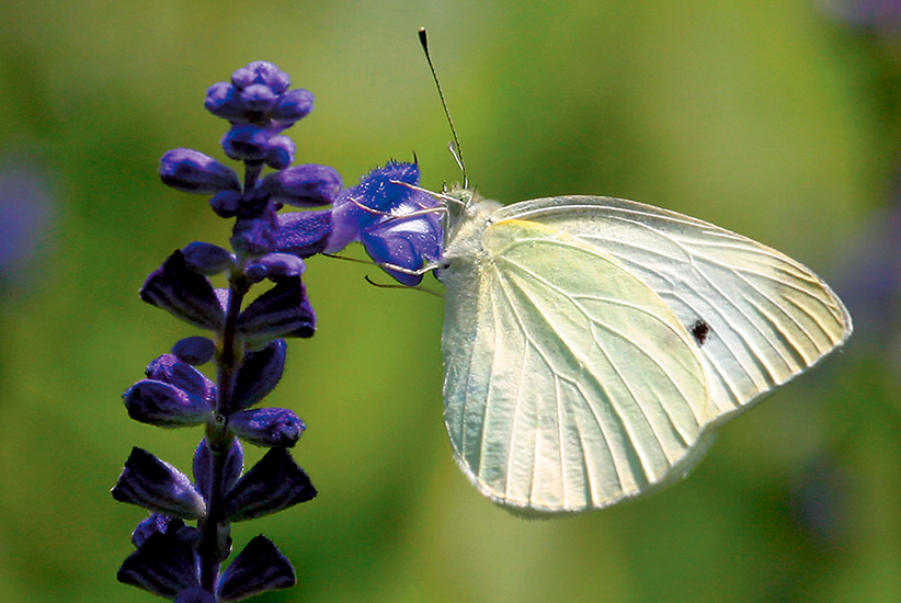Common-backyard-butterflies-Cabbage-White: Cabbage whites arrive in early spring and stay until late fall, even in colder climates.