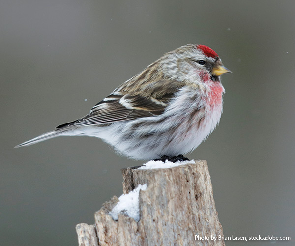 common redpoll bird: Male common redpoll birds have red crowns and chests like you see here.