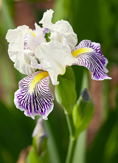 ‘Little White Tiger’ miniature tall bearded iris (Iris hybrid)