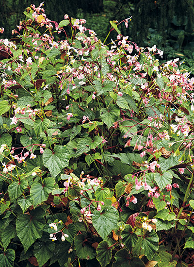 Hardy begonia (Begonia grandis)
