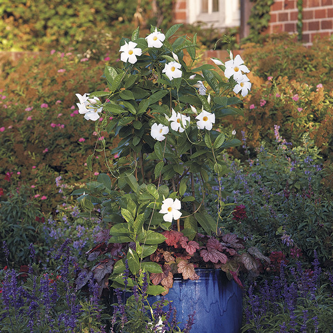 mandevilla blue container: Sun Parasol Giant White mandevilla grows 10 to 15 feet tall. In this pot it’s paired with ‘Georgia Peach’ coral bells.