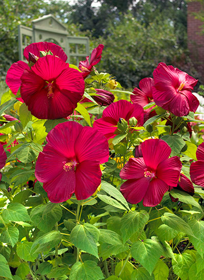 Hardy hibiscus (Hibiscus moscheutos ‘Luna Red’)