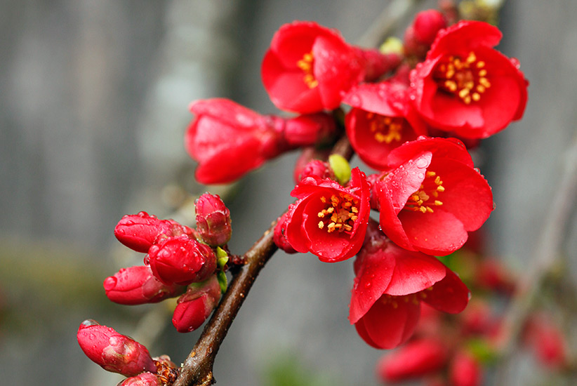 winter-flowering-shrubs-flowering-quince: The flowers on this early-blooming flowering quince last a couple weeks.