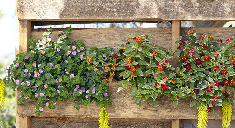 upcycled-pallet-planter-planting2: Lantana and bacopa are heat- and drought-tolerant so will grow well even if your pallet planter is in a sunny location.