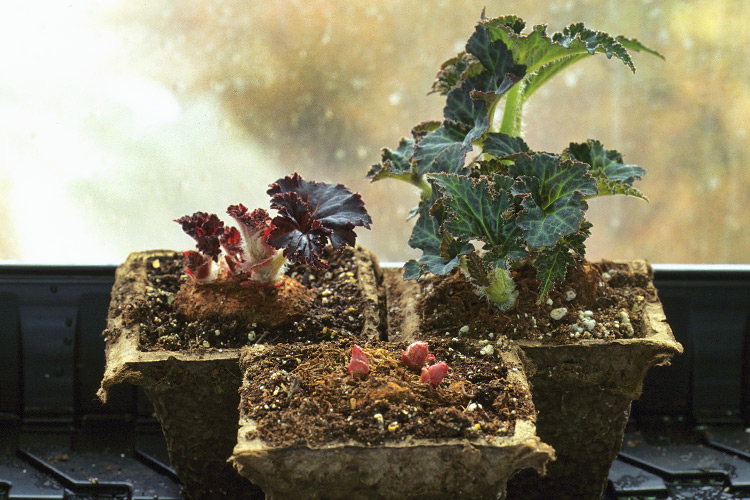 Growing-tuberous-begonias: Plant tubers in small pots of damp peat moss. Turn the plants every week so they grow evenly toward the light. If any flower buds form at this stage, pinch them off .