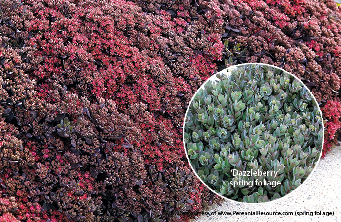 Dazzleberry-sedum-summer-and-spring-foliageR:‘Dazzleberry’ sedum looks great in every season. 