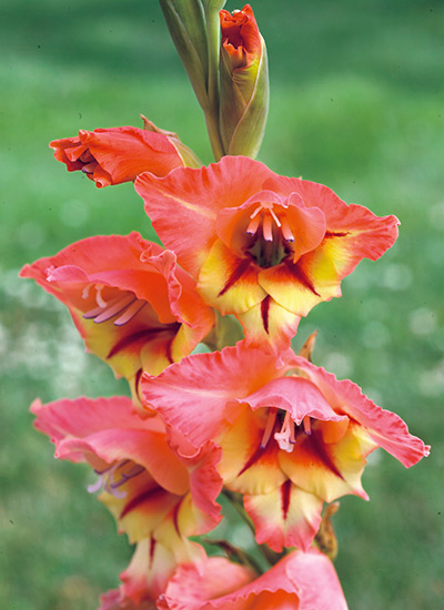 ‘Starface’ gladiolus (Gladiolus hybrid)