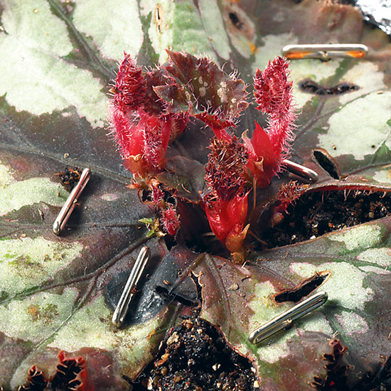 A new rex begonia plant could sprout from each cut on the leaf.