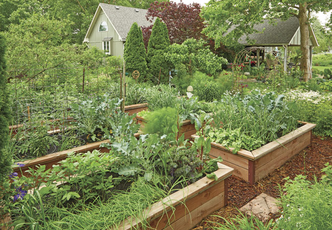 householder-vegetable-garden: Raised beds protect the vegetables from standing rainwater and offer better soil for her plants.