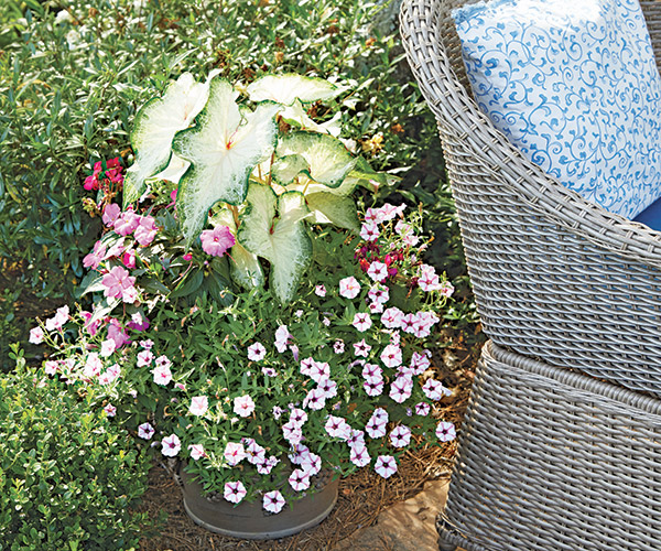 Caladium container: Jim positions the containers and fills them with potting mix and Carole designs and plants them.