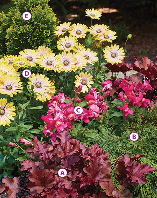 cool-season-plant-combinations-colorful-planting: This pretty planting of cape daisies and snapdragons add color in cool-weather.