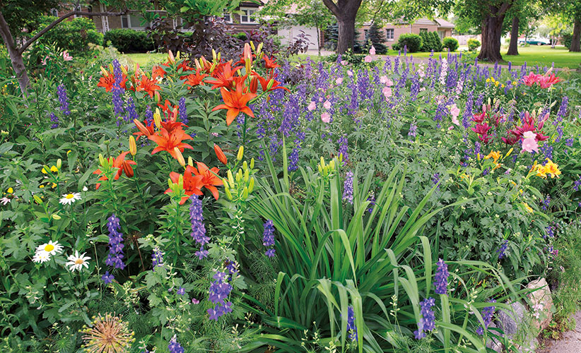 Orange-plants-for-your-garden-lily-garden-border: A splash of orange like the lilies here can ignite a garden border. 