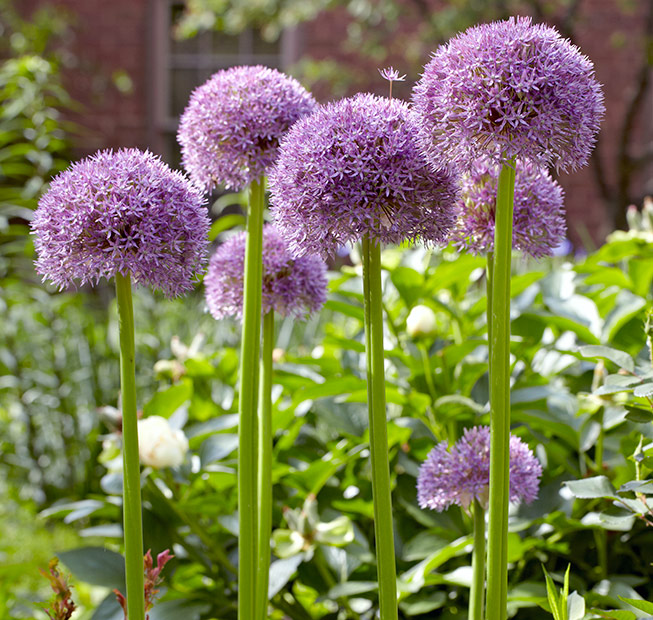 PinballWizard Allium:‘Pinball Wizard’ allium is a showstopper in any garden. 