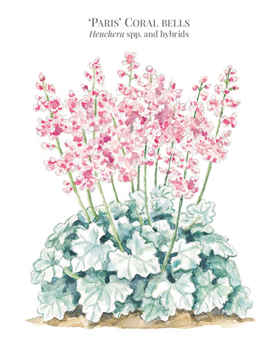 170-coralbells-botanical: Botanical illustration by Carlie Hamilton
