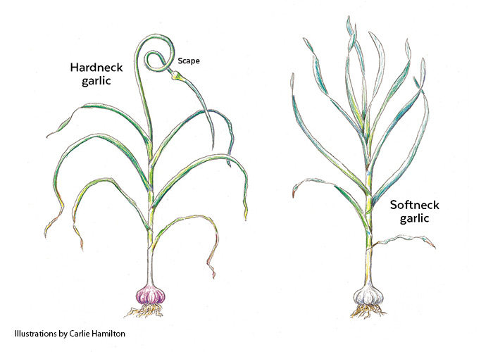 Botanical Illustration of hardneck and softneck garlic by Carlie Hamilton