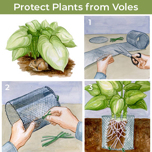 Vole Protection illustration: Measure a piece of  gutter guard and cut it to fit the diameter of your plant’s root ball. “Sew” the seams with  twist ties. Then attach the bottom of the basket. Carefully dig up your  perennials and place the basket in the hole. Then replant them.
