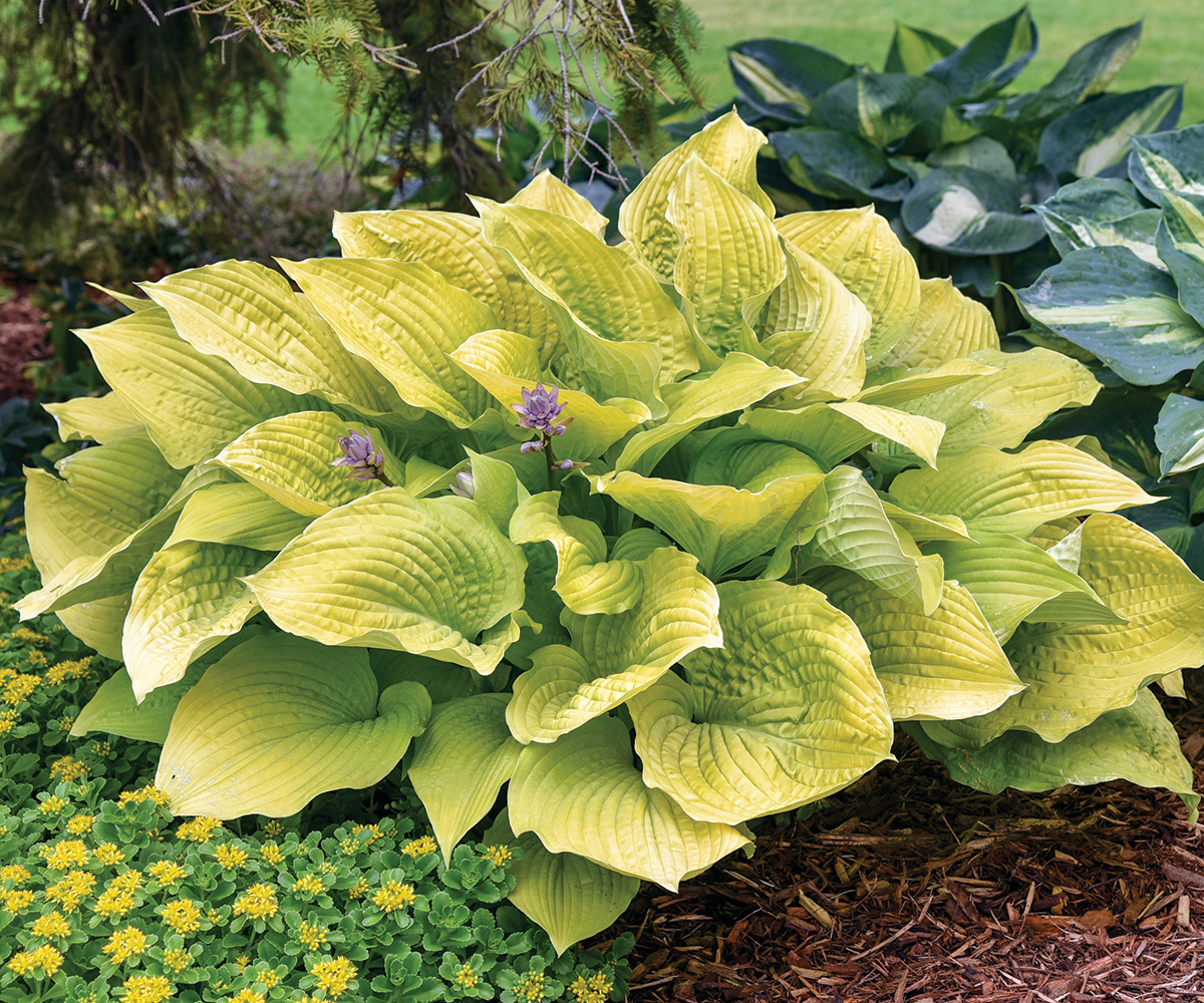 GG185QA 06 Hosta--Coast-to-Coast--PP26469-CPBR5335-0008-high-res Walters