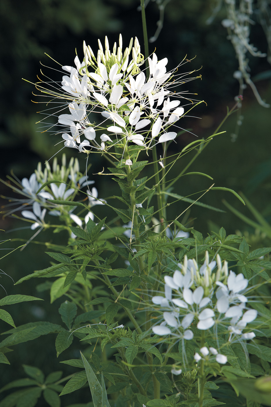 GG106 22f01 Sparkler White Spider Flower: Plant Sparkler White spider flower in a group or drift for impact from a distance.