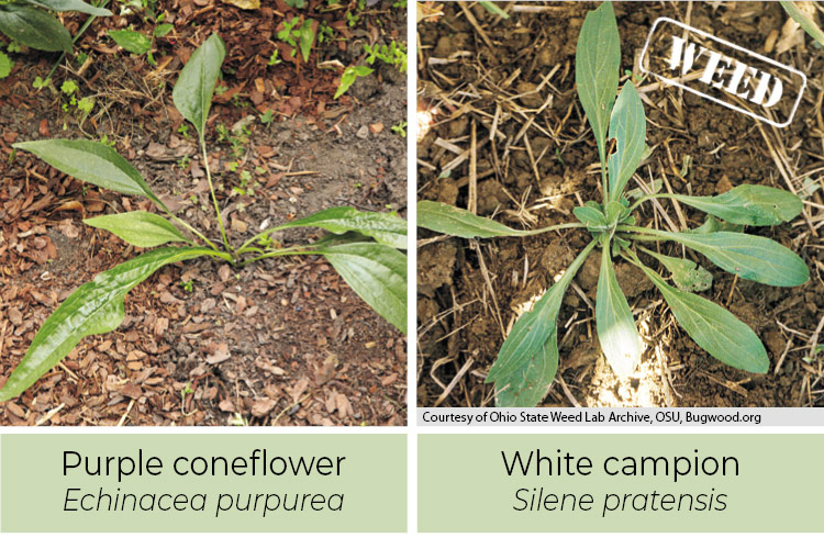 Purple coneflower and white campion comparison: Purple coneflower leaves are more pointed than white campion.