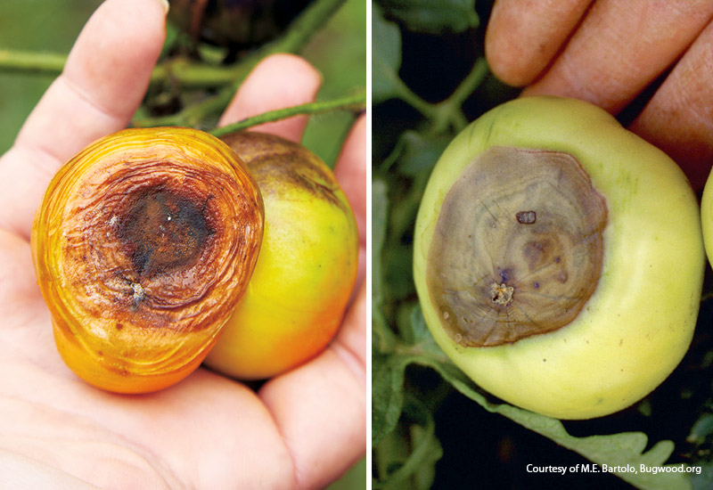 Tomato-problems-blossom-end0rot: The rotten spots on the bottoms of these tomatoes are both blossom end rot.