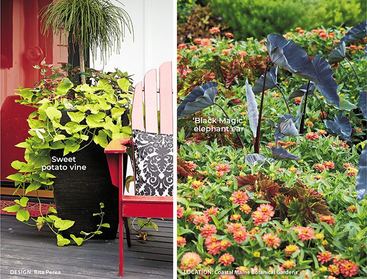 Designing with Black flowers and plants, Using black as a focal point:  Start incorporating pops of black into your garden with containers and statement plants.