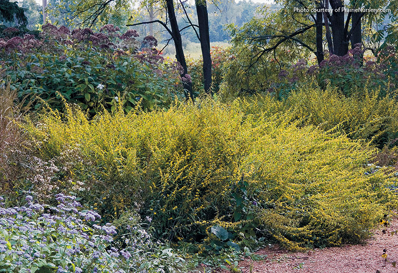 Designing-with-goldenrod-blue-stemmed-goldenrod: Unlike many goldenrods, blue-stemmed goldenrod grows best in part shade but tolerates full sun. It’s not an aggressive form, so it plays well with others in the middle of the border, where it stands 2 to 3 ft. tall and wide.