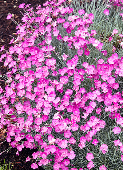 Dianthus (Dianthus spp. and hybrids) 