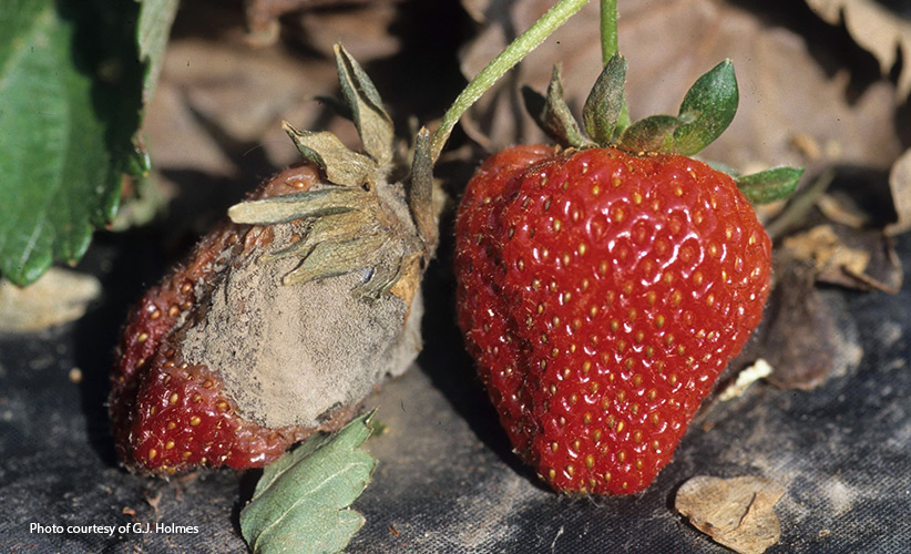 Whats-wrong-with-my-strawberry-plant-mold: If you are finding moldy strawberries in your patch, gray mold could be the culprit.