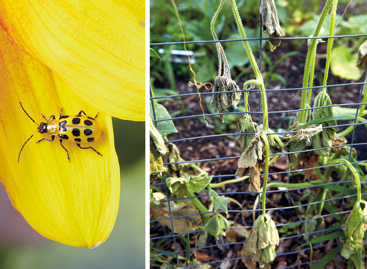 cucumber beetle and wilted plants that are result of damage: Spotted cucumber beetles, can transmit bacterial wilt, a pathogen that quickly kills cucumber plants.